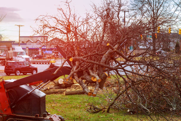 Mulching Services in Ventress, LA