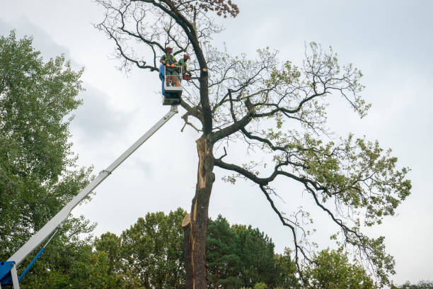 Best Emergency Tree Removal  in Ventress, LA