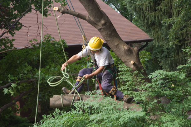 Reliable Ventress, LA Tree Services Solutions