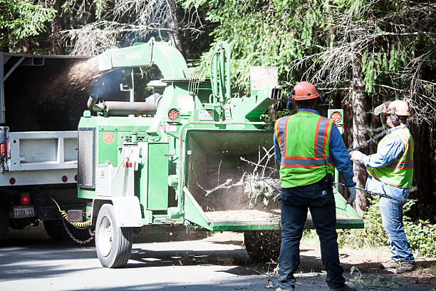 Best Hedge Trimming  in Ventress, LA